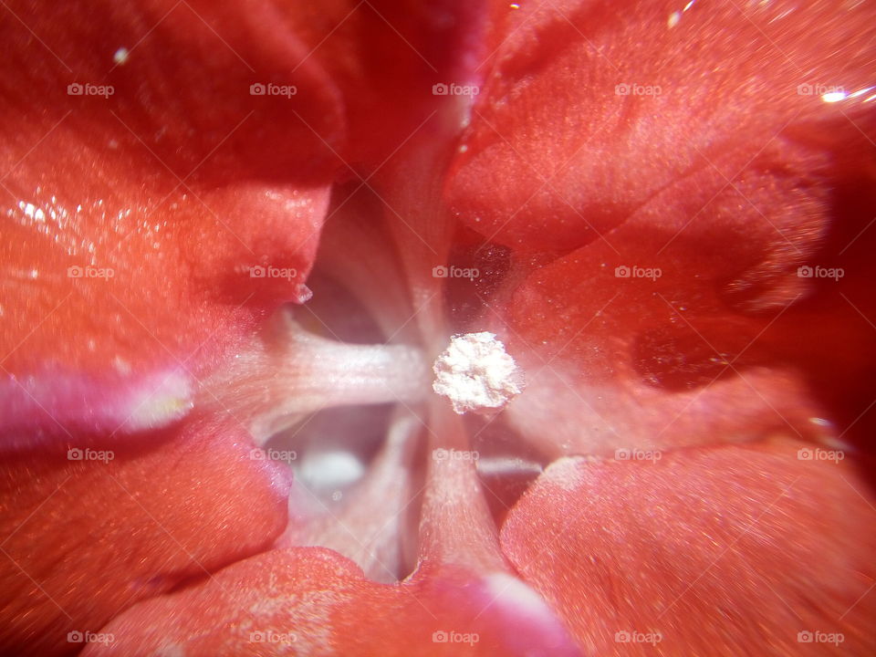 the most beautiful red flower pollen close up photo