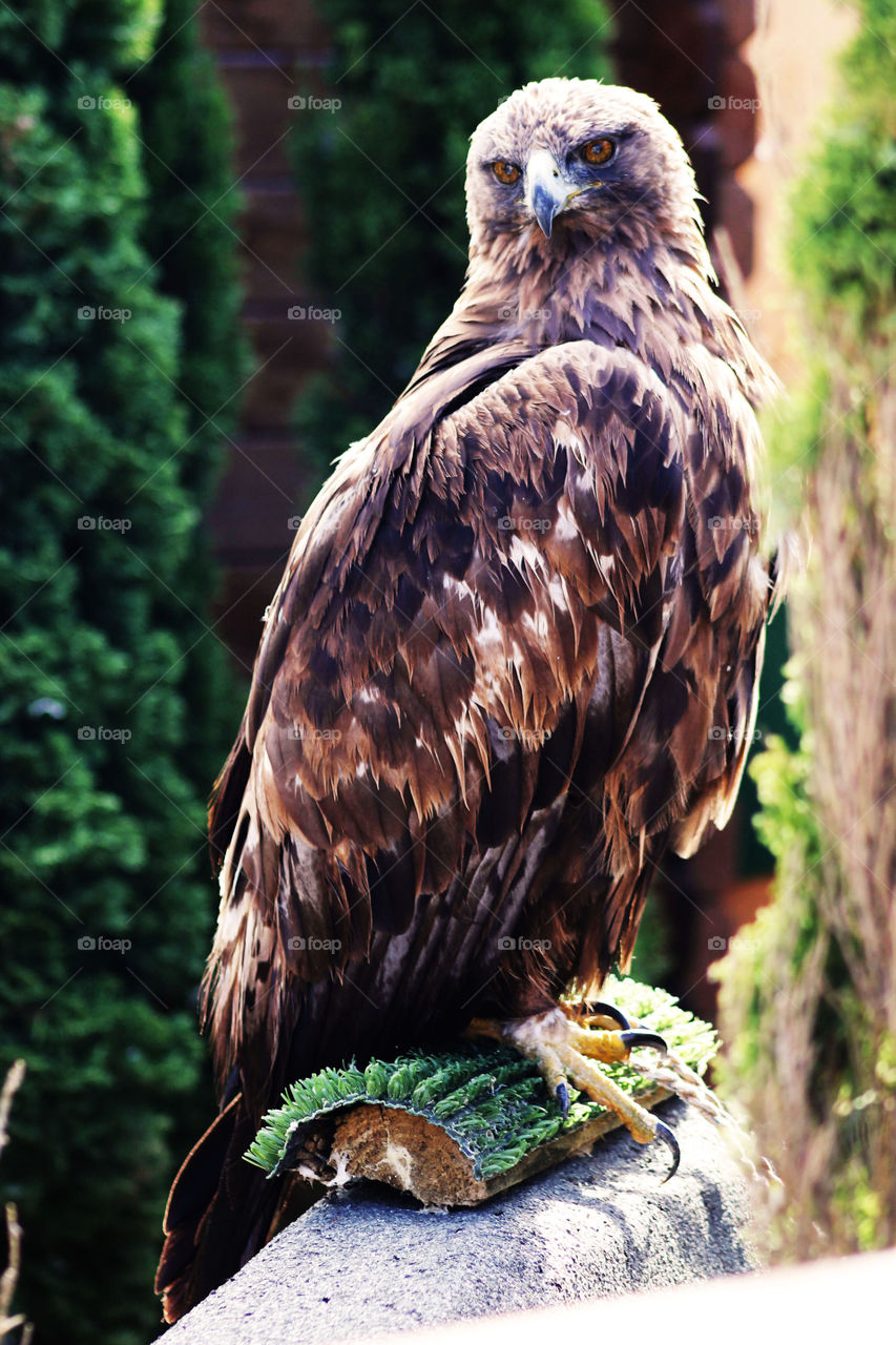 Animals, eagle, bird, predator, wild nature, eyes, portrait, feathers, beak, claws, claws,
