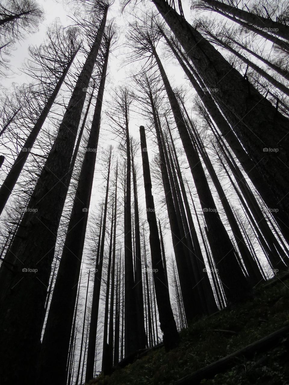 Black burned trees from the ground up in Oregon.