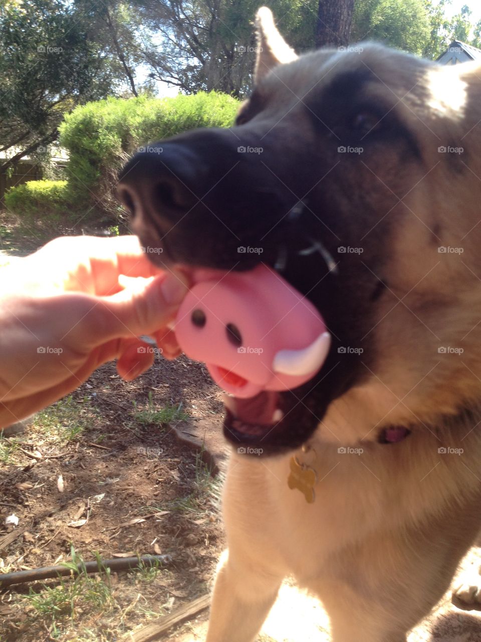 German shepherd chewing hog snout play fun
