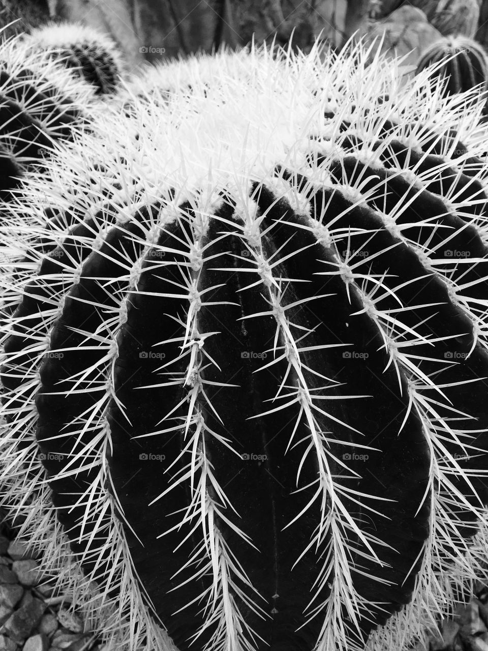 Prickly 
