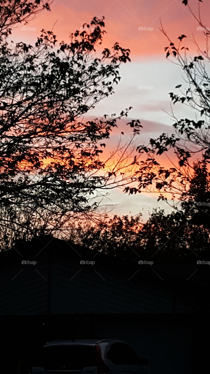 Beautiful sunset behind trees