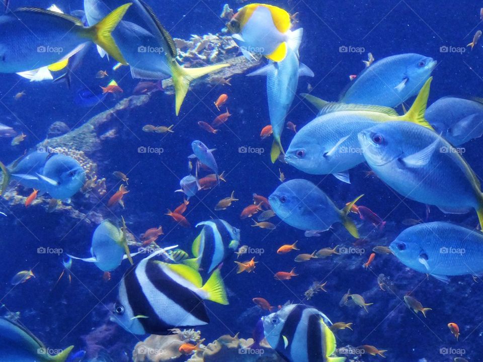 Tropical Fish In A Lagoon. Underwater Biodiversity
