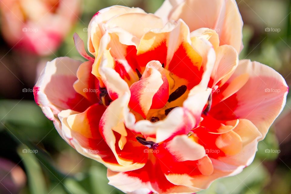 Summer memories. Tulip.