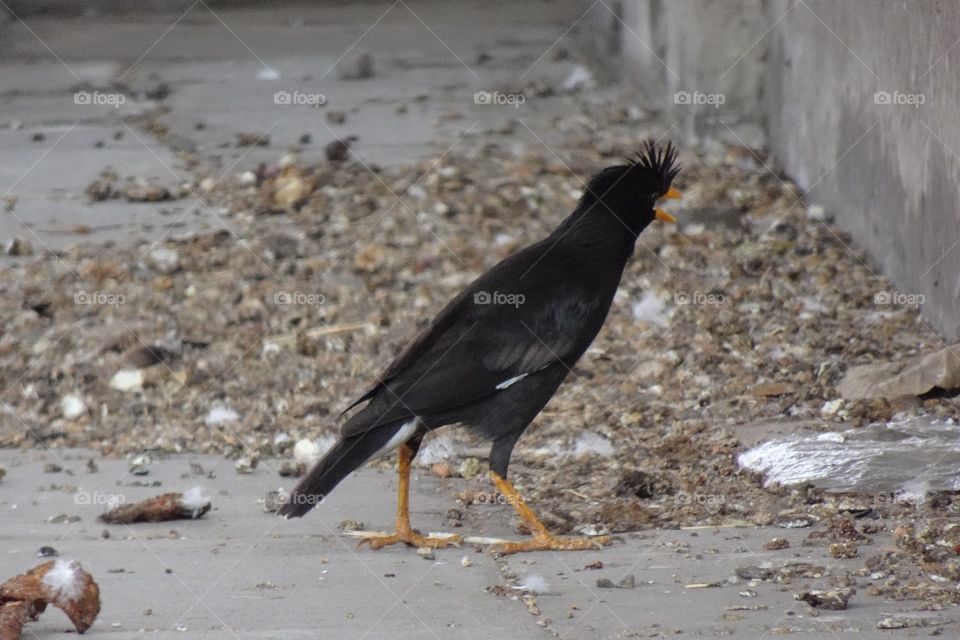 I was able to take a picture of this bird when my car was on Red.