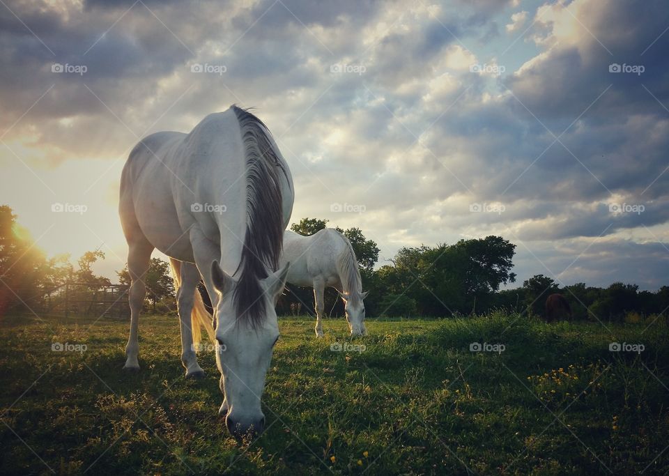 Grazing at Sunset