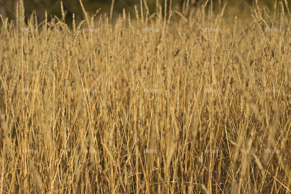 Thick grass that grows wild in borswana, nice golden color