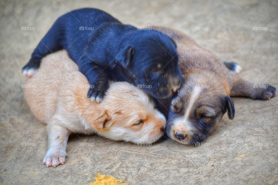 little puppies enjoy the moment hugs