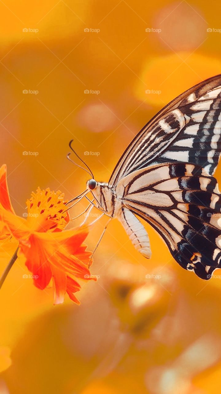 butterfly