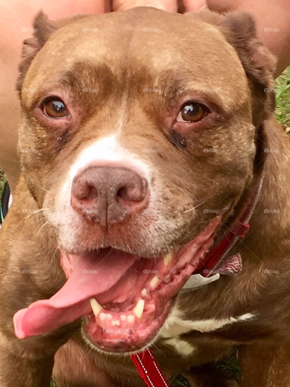 Happy smiling panting Pitbull terrier mix dog in a hot summer day at the dog park