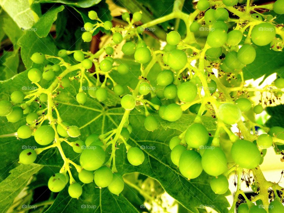 grapes