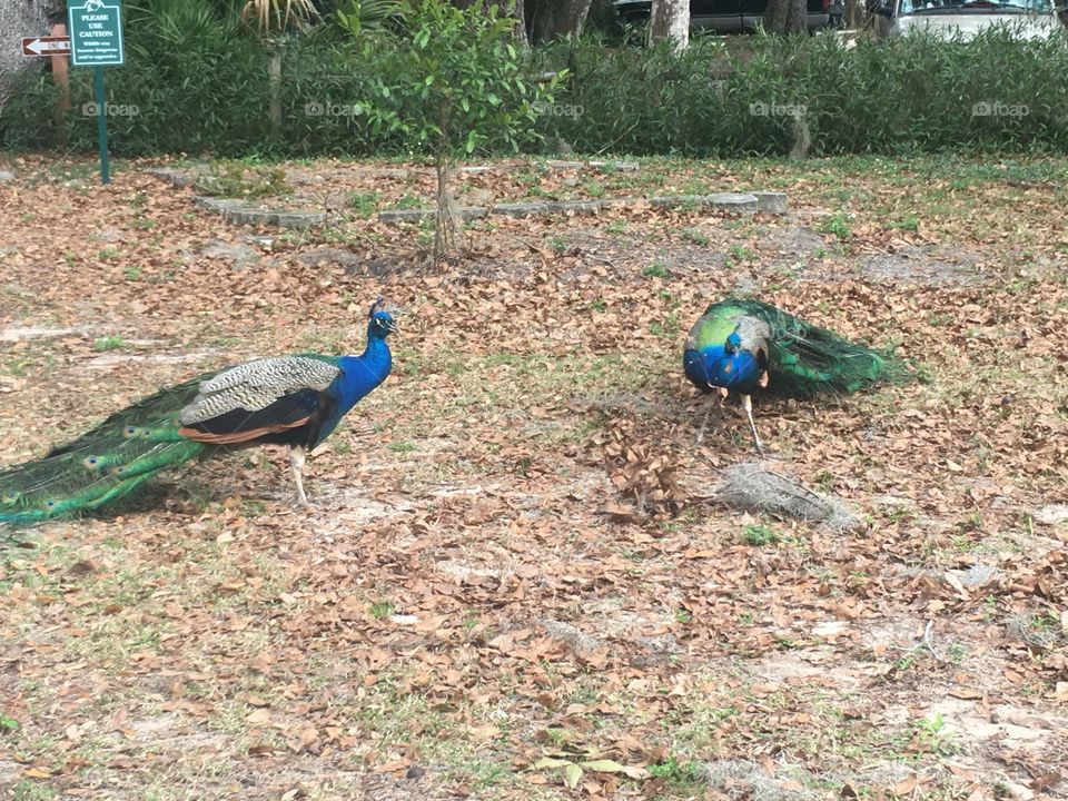 Peacocks 🦚