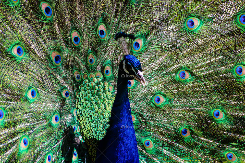 The peafowl include three species of birds in the genera Pavo and Afropavo of the Phasianidae family, the pheasants and their allies. There are two Asiatic species: the blue or Indian peafowl originally of India, Sri Lanka, and Pakistan; and the green peafowl of Myanmar, Indochina, and Java; and one African species, the Congo peafowl, native only to the Congo Basin. Male peafowl are known for their piercing call and their extravagant plumage. .The latter is especially prominent in the Asiatic species, who have an eye-spotted "tail" or "train" of covert feathers which they display as part of a courtship ritual. The term peacock is properly reserved for the male; the female is known as a peahen, and the immature offspring are sometimes called peachicks.[1]