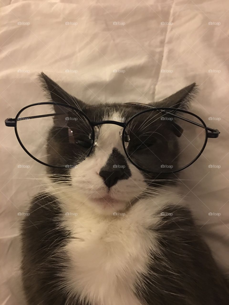 Noah the crazy cat with glasses