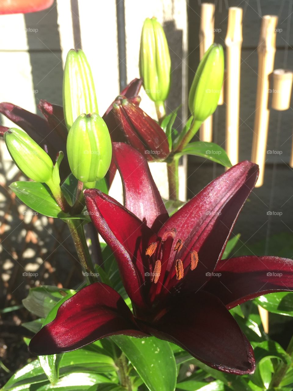 Maroon Lilies 