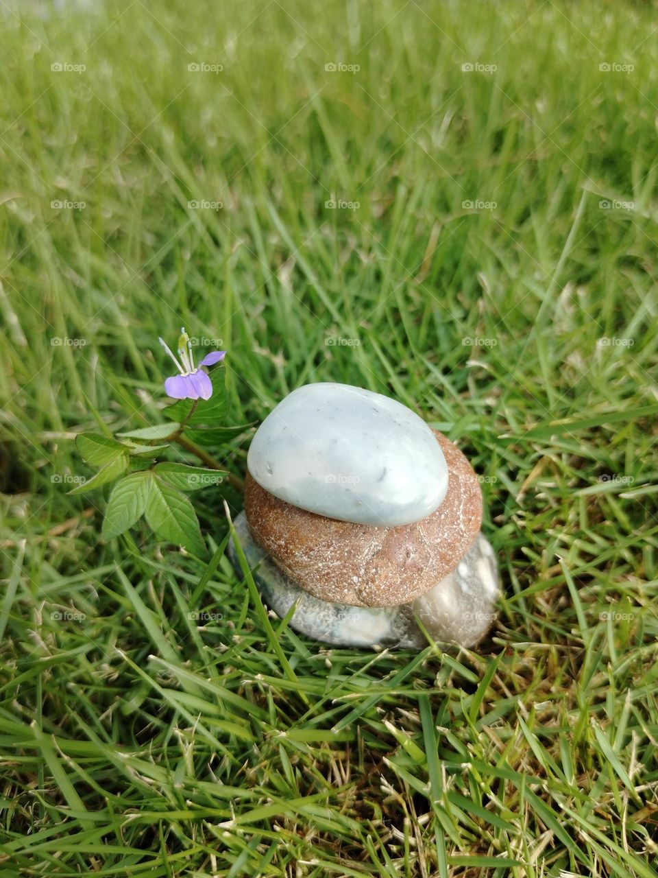 Planting flower and rock on the meadow is beauty in Nature