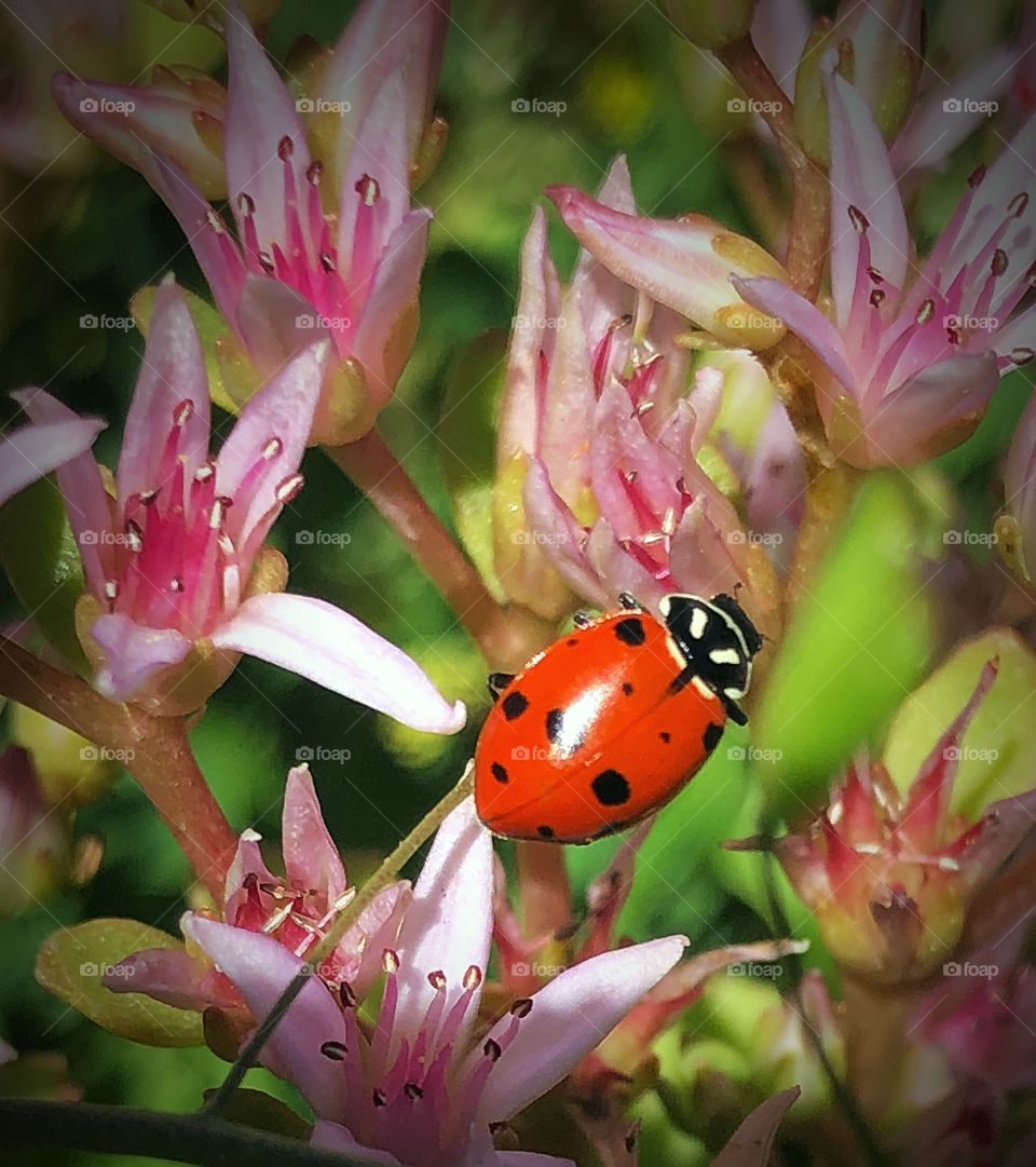 Lady bug 