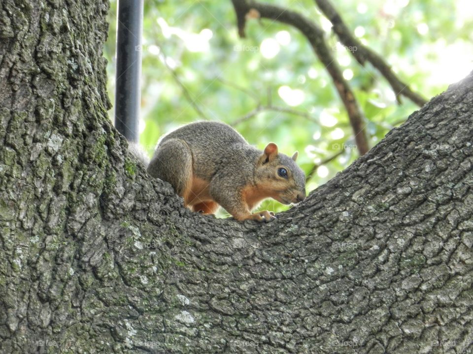 squirrel