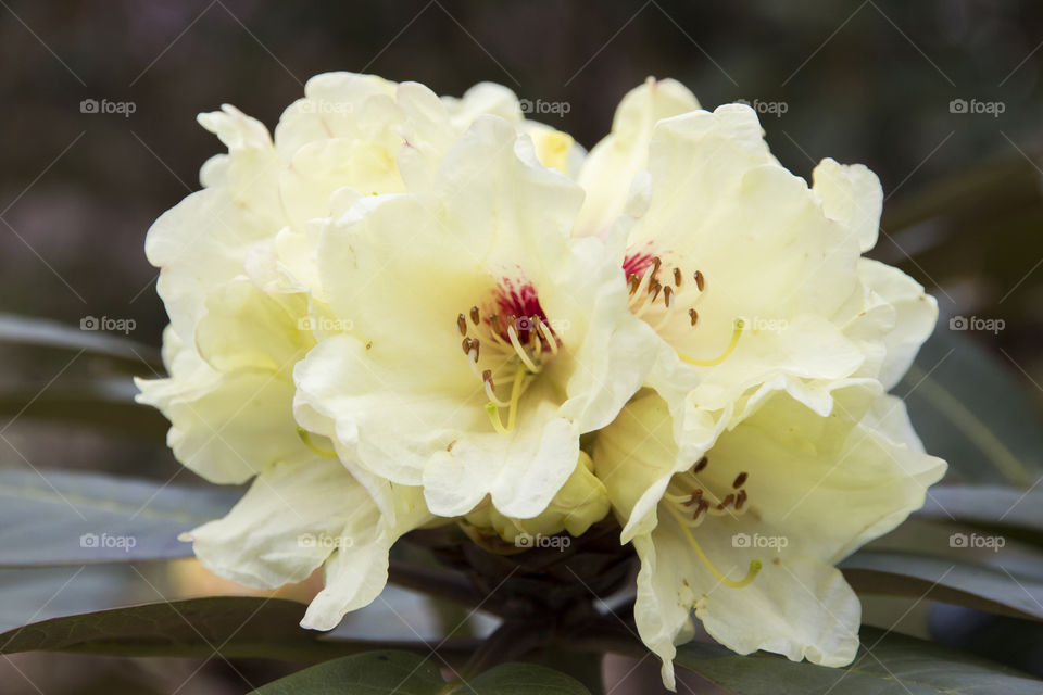 Yellow rhododendron blooming close-up .
Rododendron gula blommor närbild 