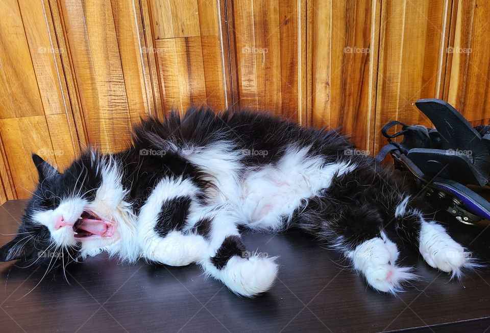 Black and white cat yawning while she sleeps