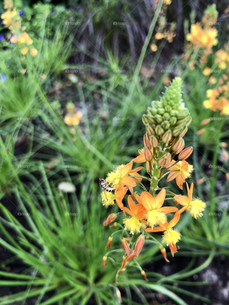 Small bee pollinating bright flower in garden 