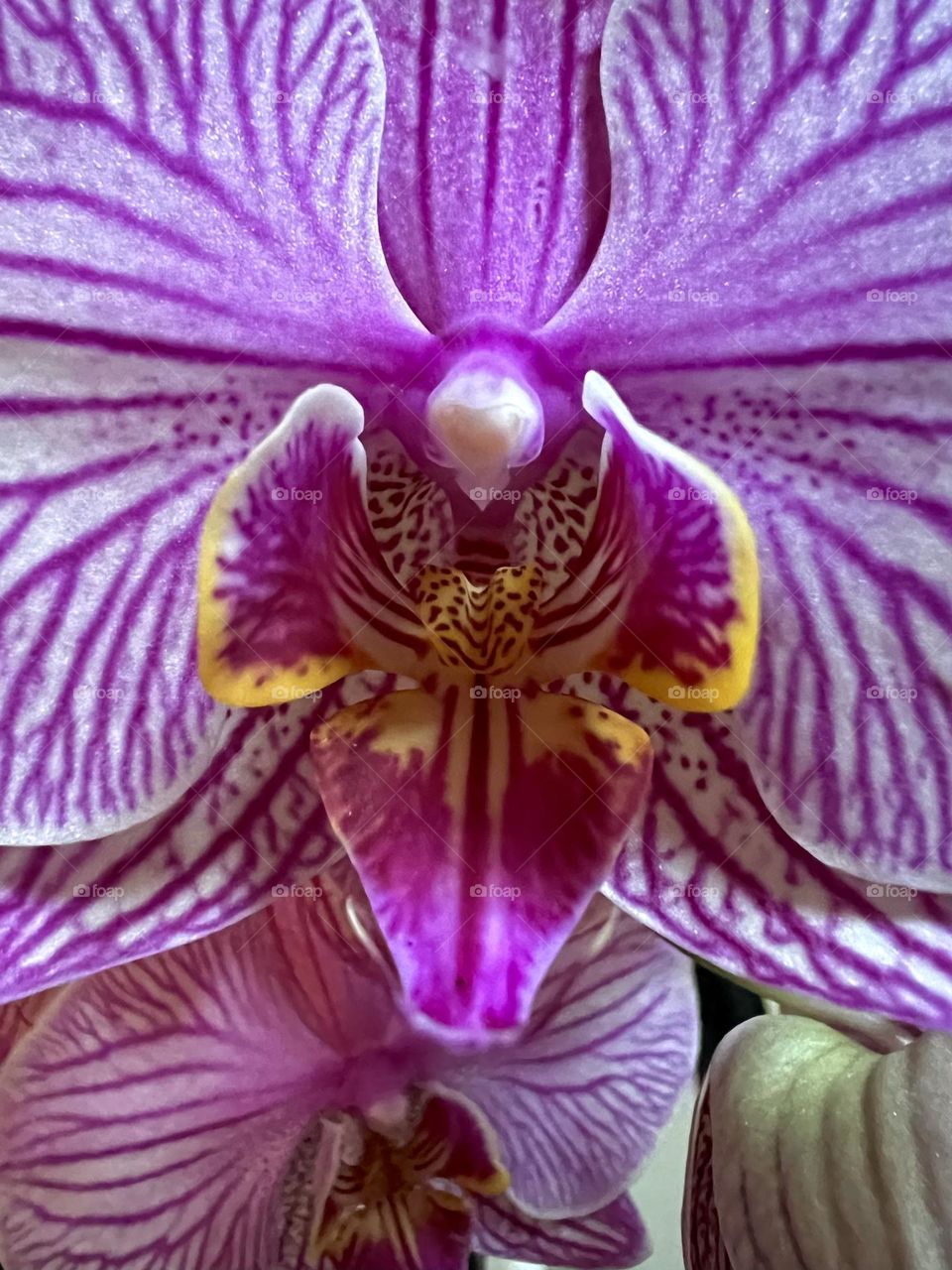 Close up Phalaenopsis, moth orchid and its texture.
