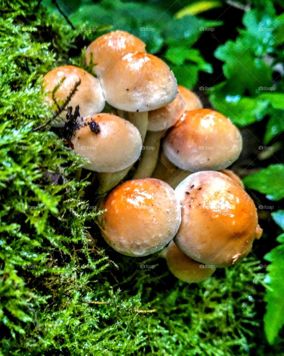 The hidden gems of the wood