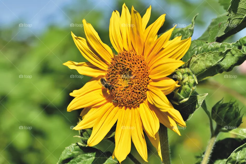 Flor girasol