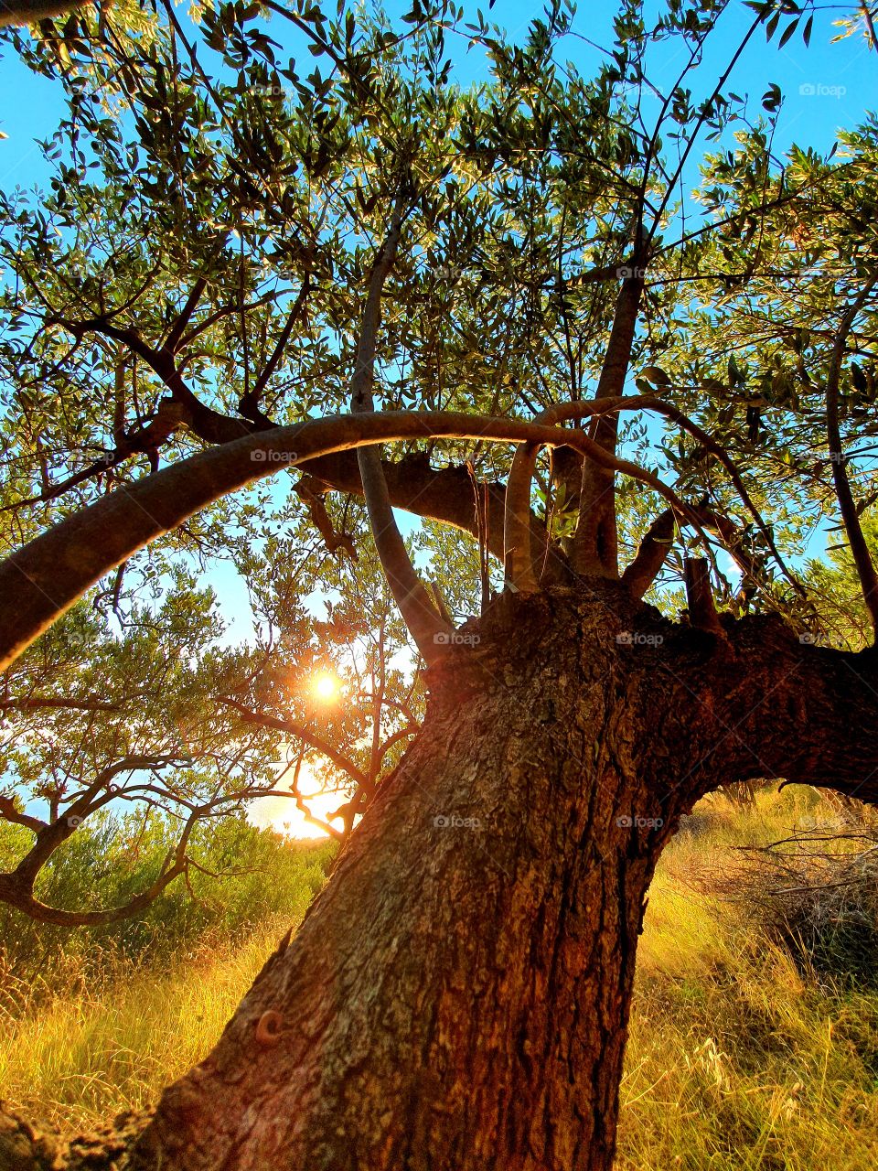 Trying to reach the sun..