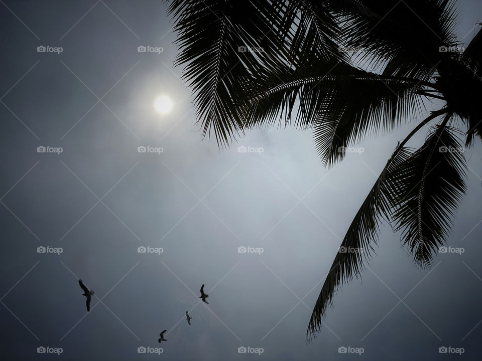 Palm fronds and black birds silhouetted against an overcast sky