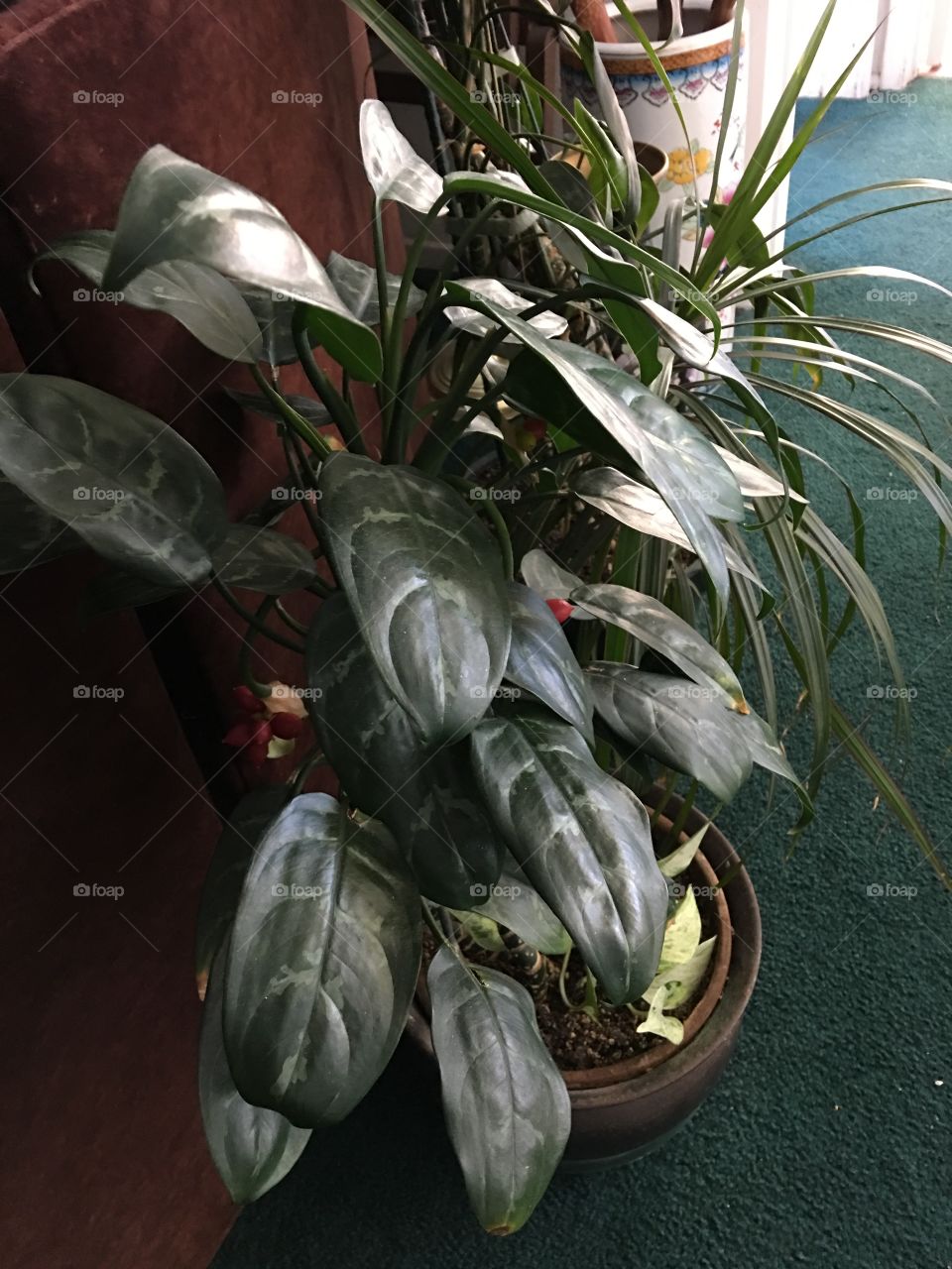 Chinese evergreen plant