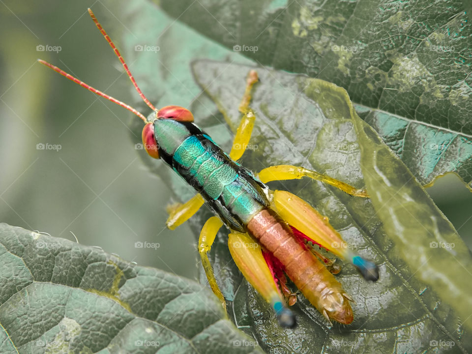 This is a rainbow grasshopper. I really like its color. I only strengthen the color of the body and reduce the color of the leaves. It turns out the colors I really like! Do you like it? Come on, hunt for insect photos!