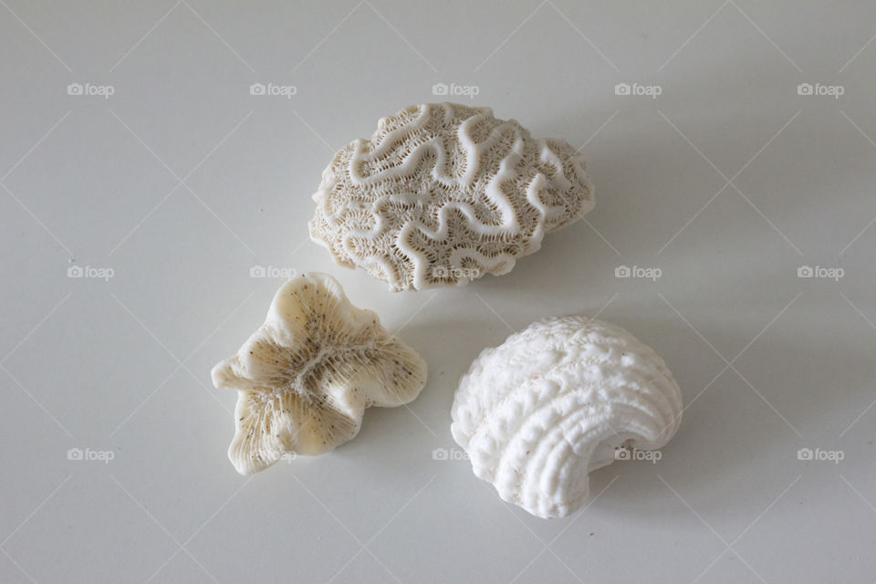 Sea hard coral on white background