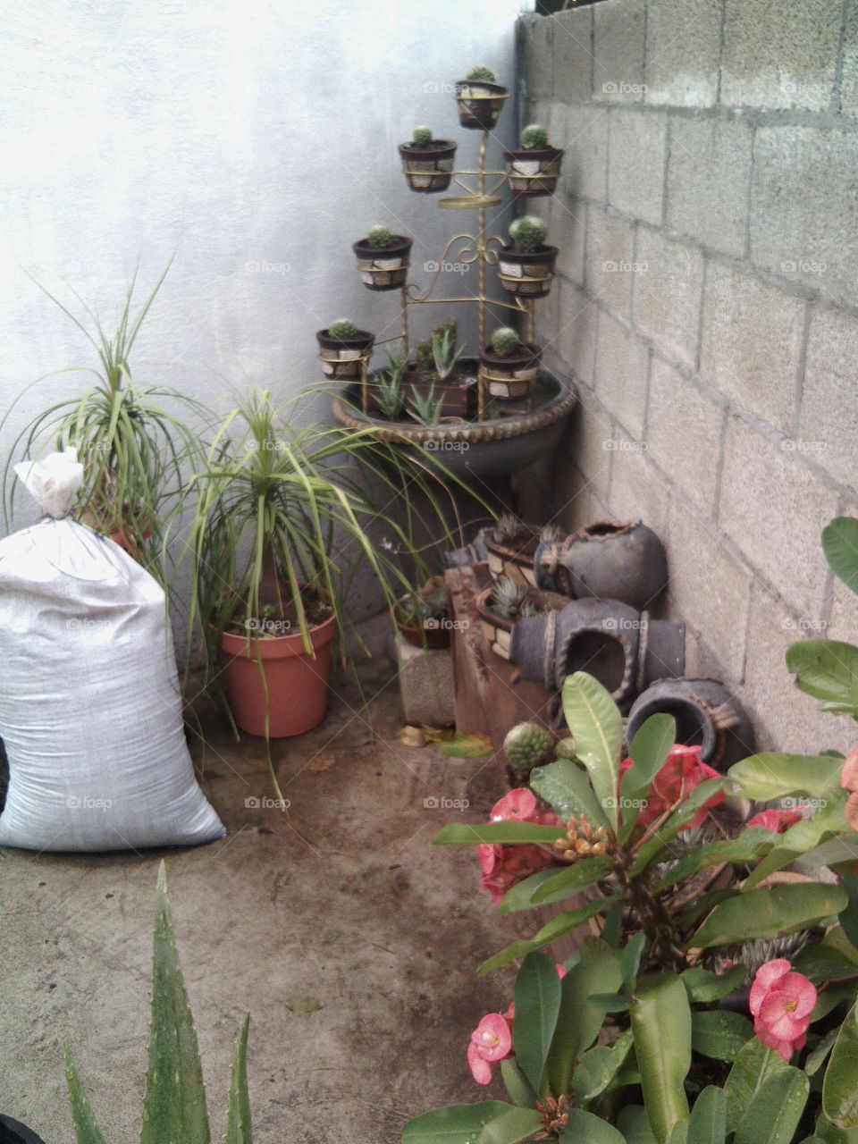 Plants in amazing pots