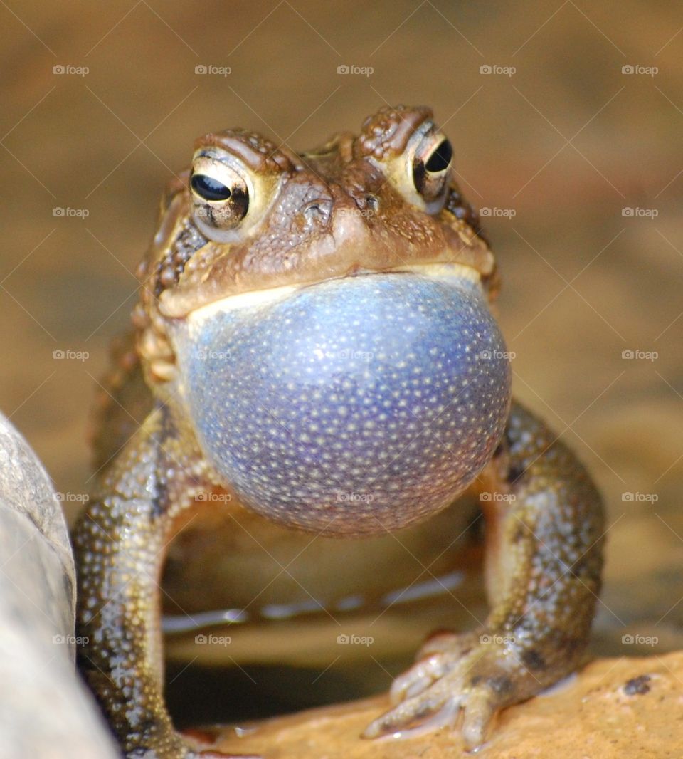 frog