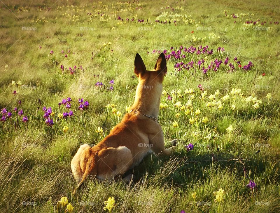 Flowers & dog