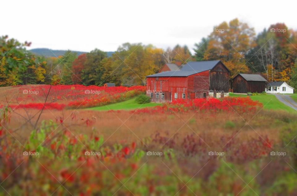 Barn