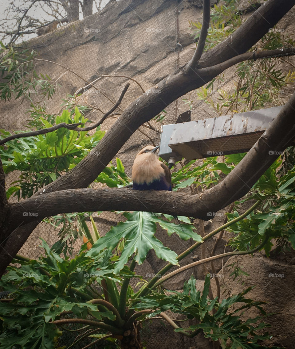 Bird in Tree at Zoo
