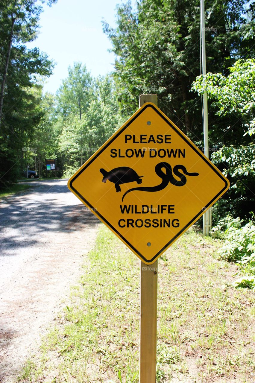 Wildlife crossing road sign