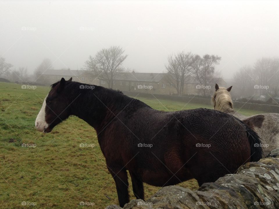 Beautiful horse at in Howarth, England 