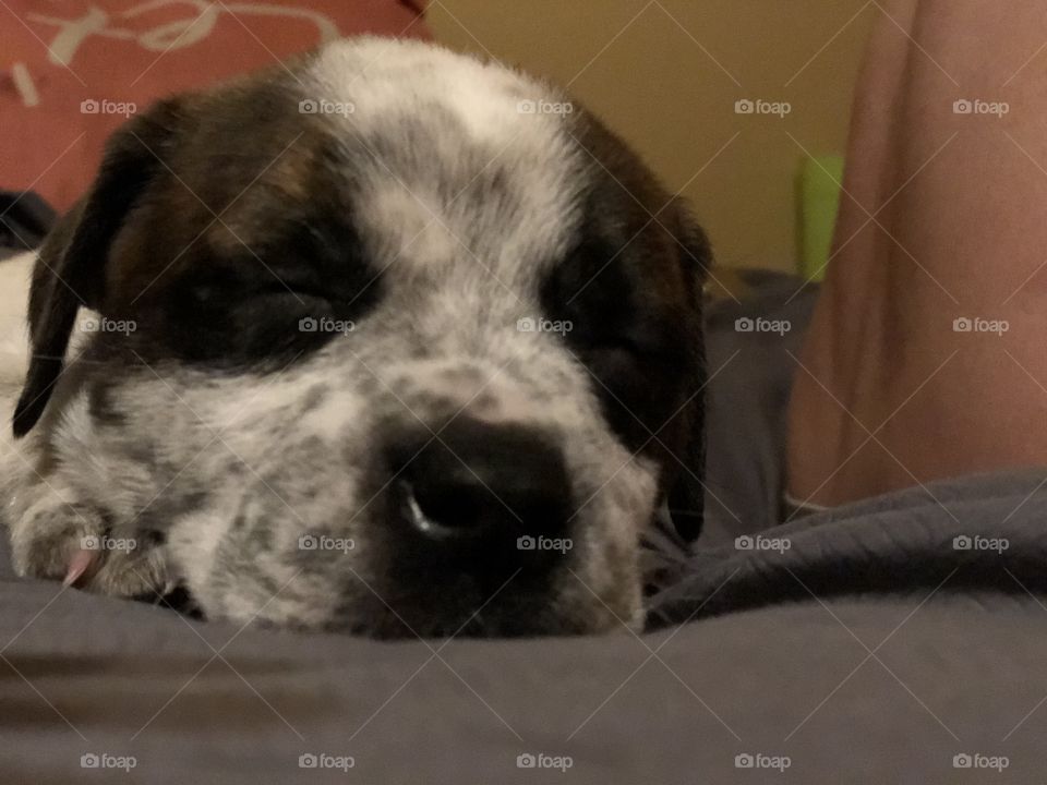 Speckled freckled cuteness! 8 week old pepper taking a puppy nap. Akbash, boxer and American bully baby