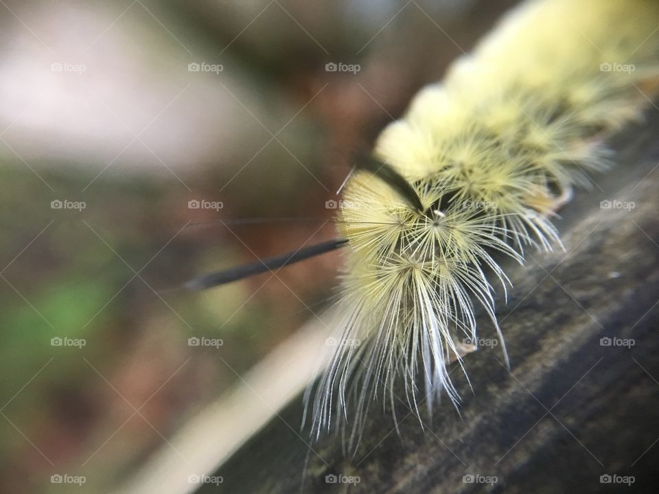 Caterpillar 