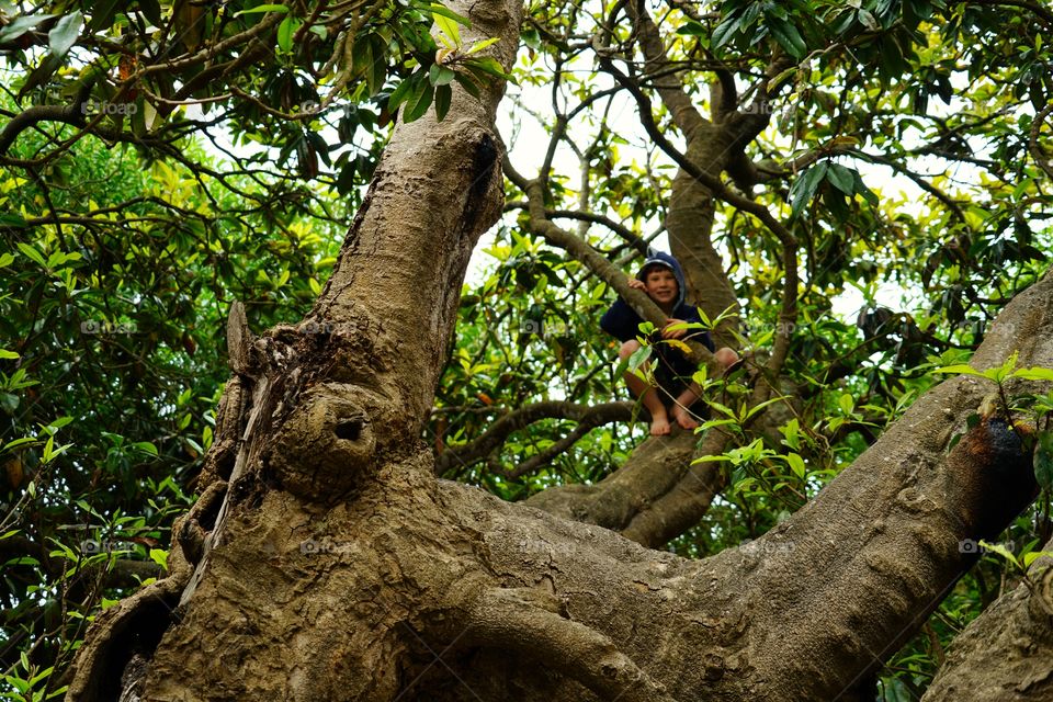 Boy Climbing A Tree