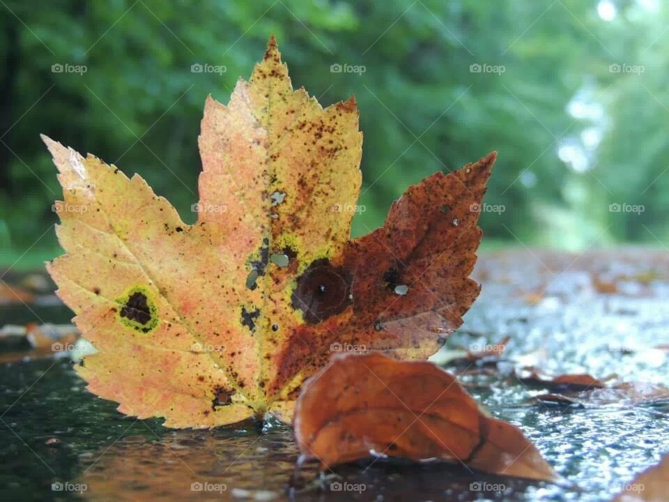 Leaf standing