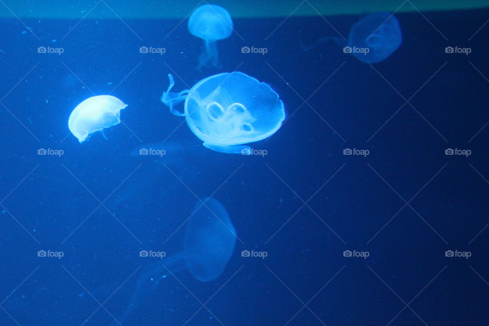 jellyfish