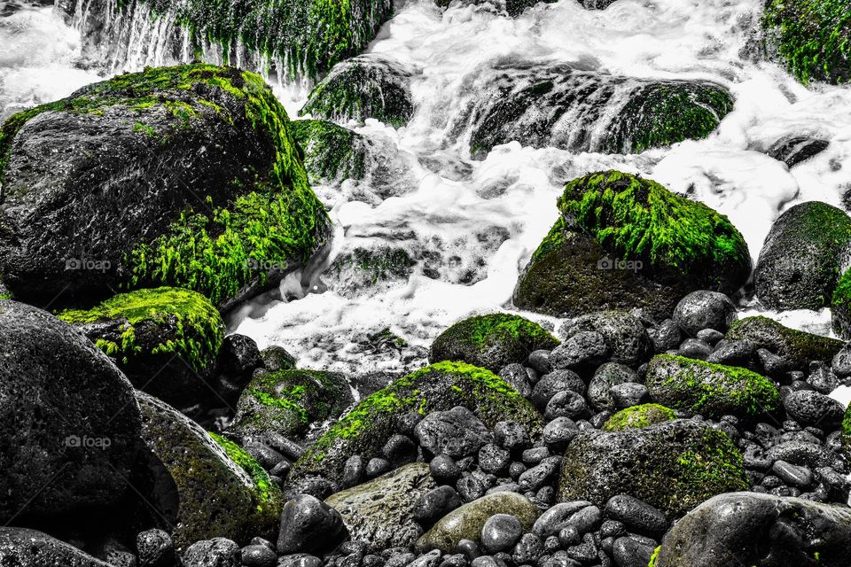 Moss growing on lava rock, plus the ocean