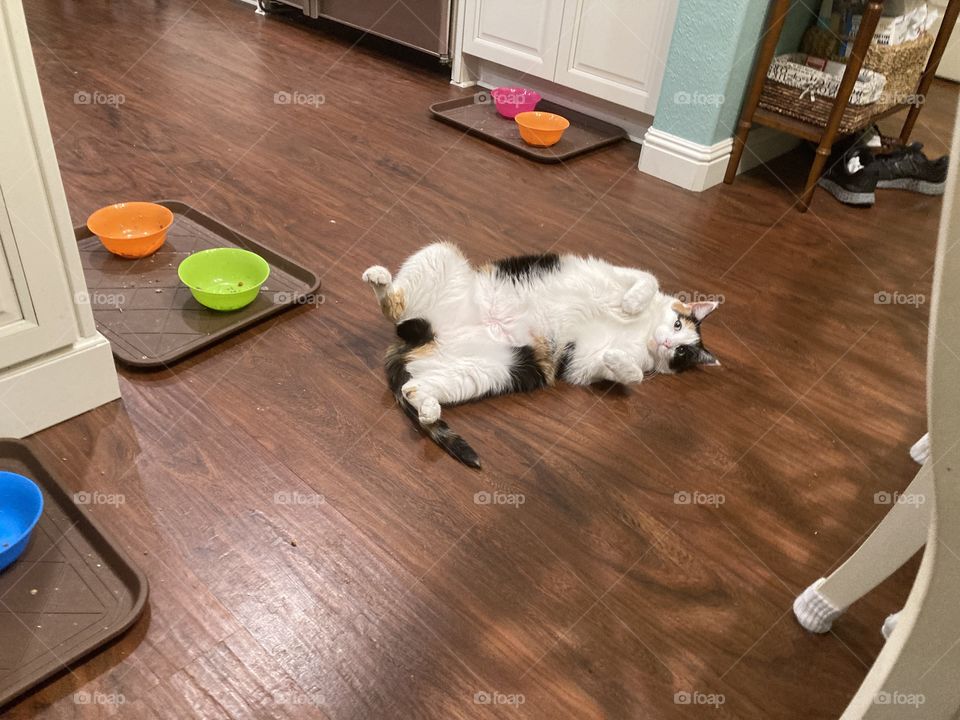 More snacks, pleeeease!