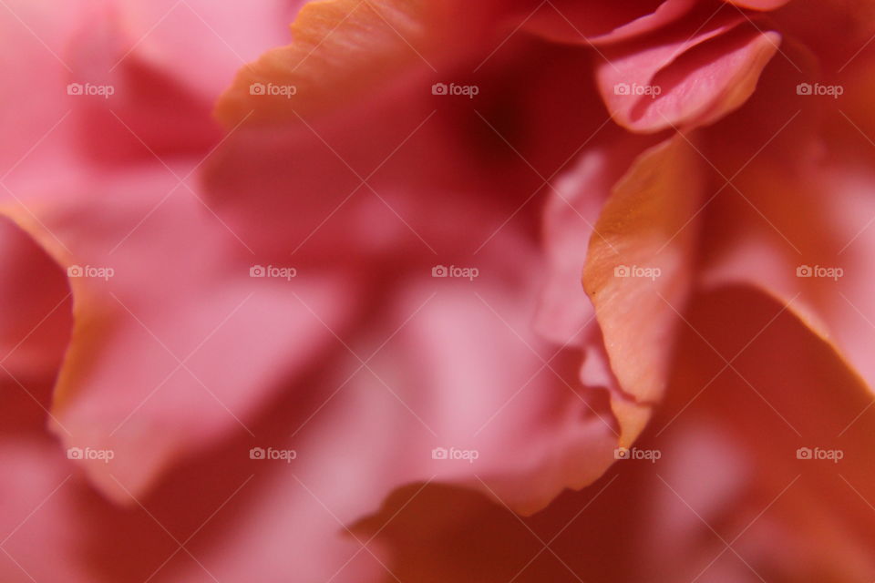 Azalea bloom closeup