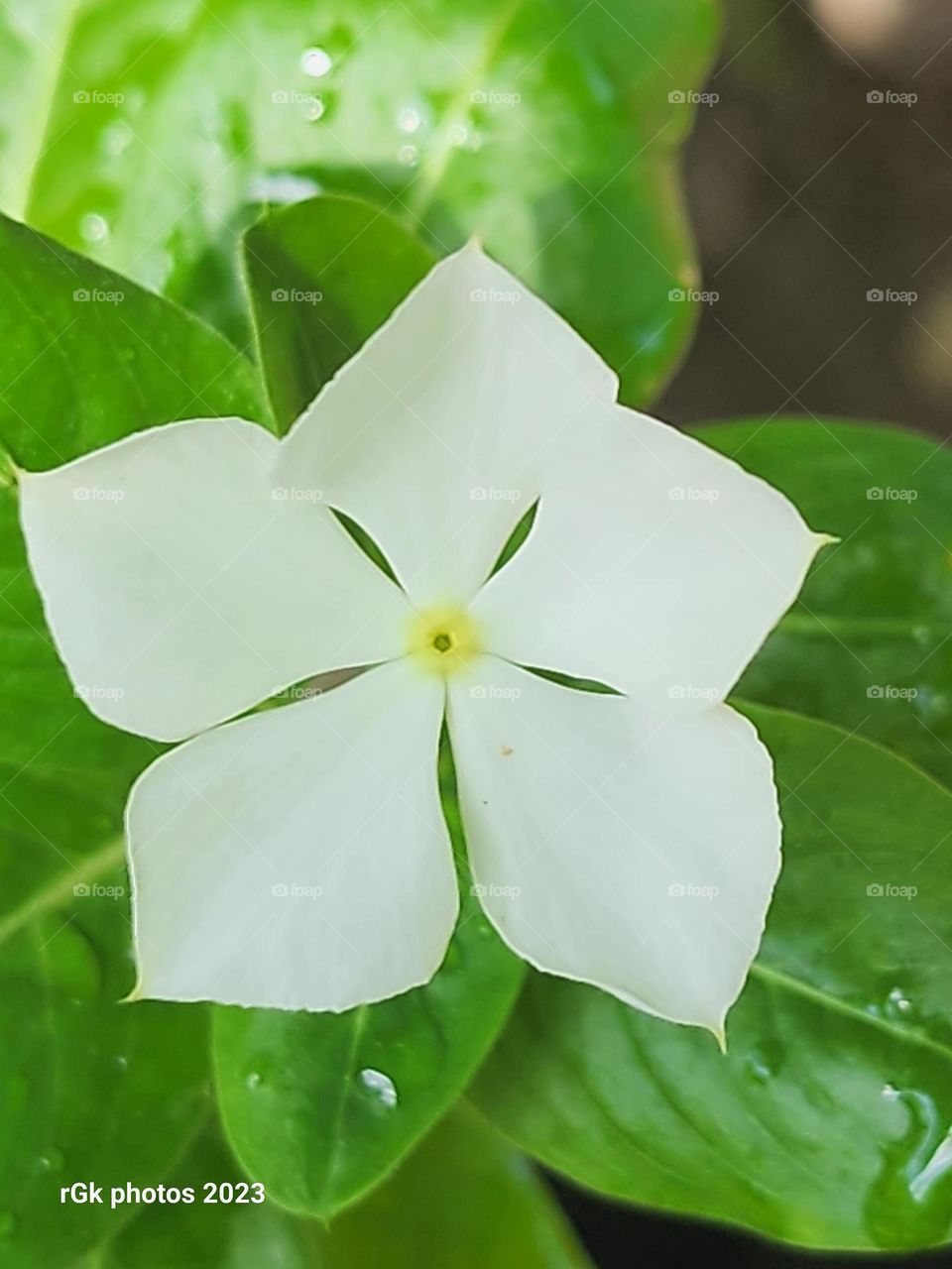Pentagon white vinca