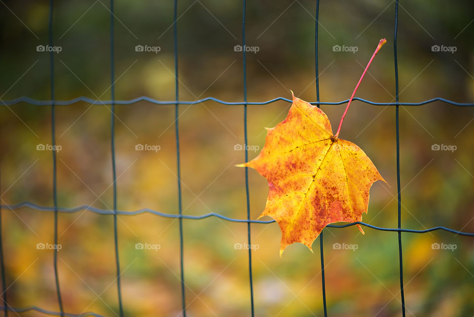 Lonely beautiful yellow maple leaf hanging on metal wire fence,sad mood